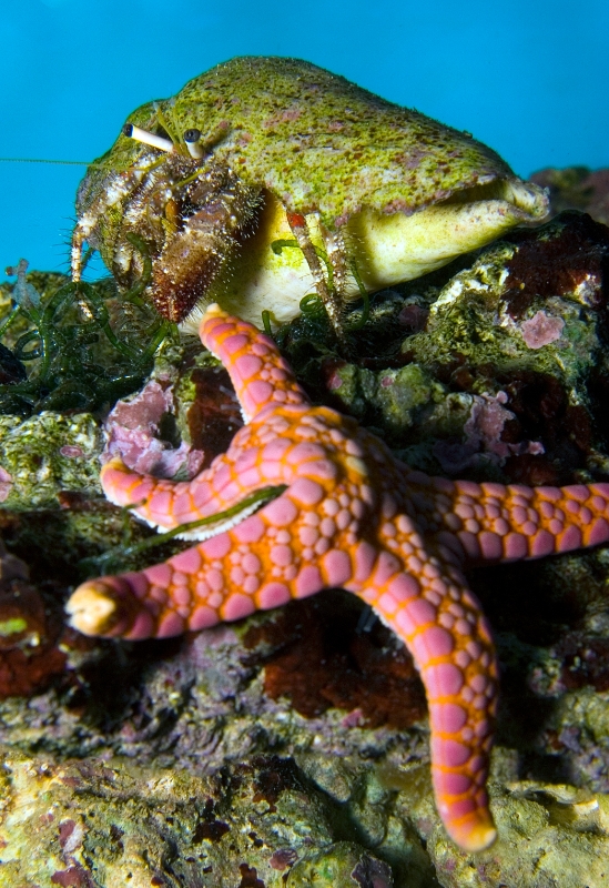 Protoreaster lincki (red-spined starfish), Aquarium 1.jpg - Protoreaster lincki (red-spined starfish)